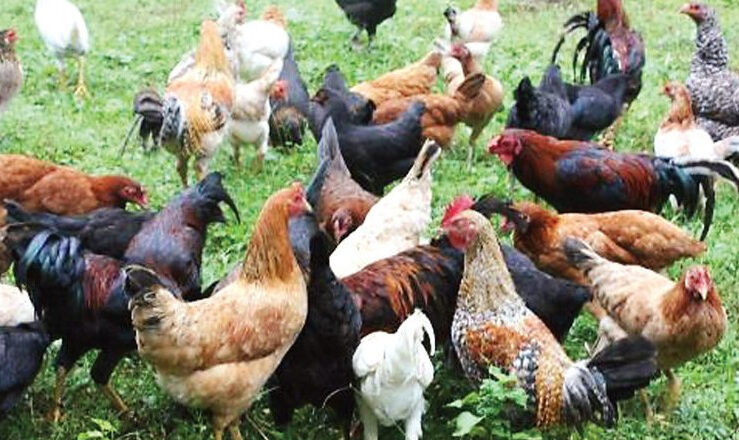 native chicken farming in the philippines pdf Archives - Food Security