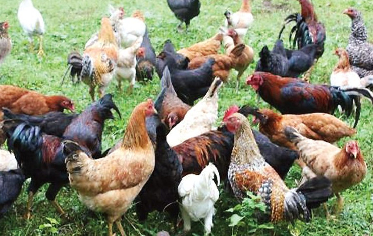 native chicken farming business plan in the philippines