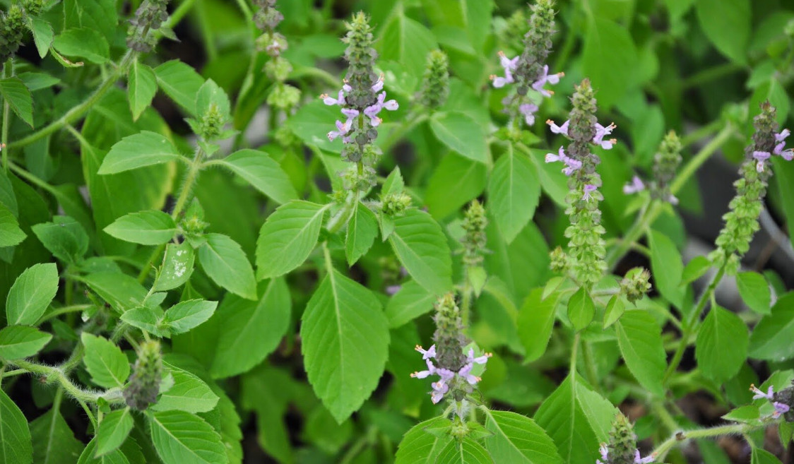 Tulsi: 13 Medicinal Uses and Benefits of Holy Basil, Description, and ...